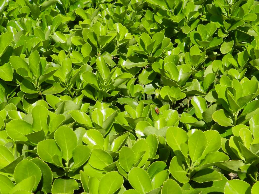 Pianta da determinare